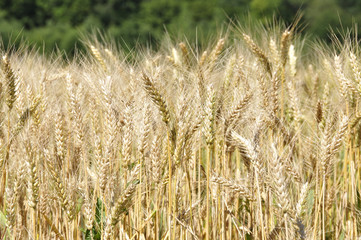 Naklejka premium Blé