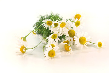 frische Kamillenblüten