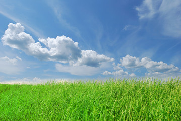 Spring green grass on blue sky