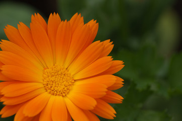 Marigold