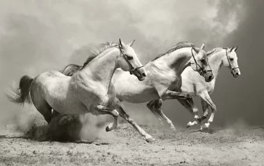 Fototapeten white horses in dust © Mari_art
