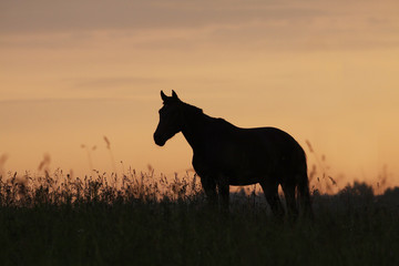 horse in sunrise