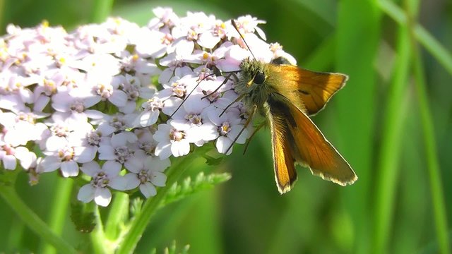 Ockergelbe Braun-Dickkopffalter - Thymelicus, sylvestris