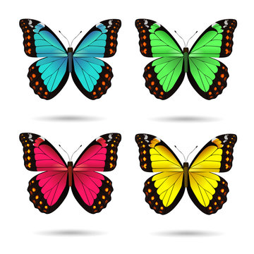 Multicolored butteflies