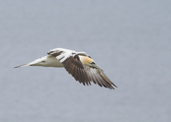 Gannet