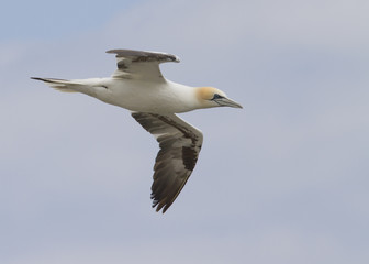 Gannet