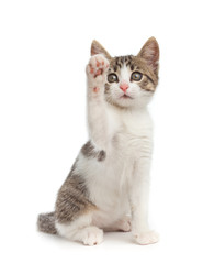 Cute kitten give high five - isolated on white background.