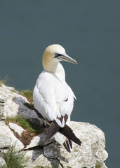 Gannet