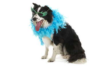 Funny dog with sunglasses