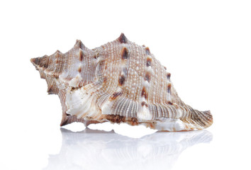 beautiful seashell