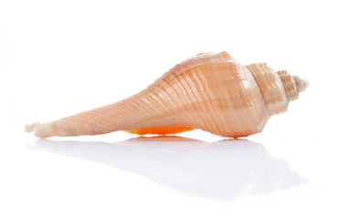 seashell