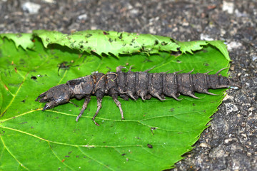 Hellgrammite - Dobsonfly larvae © Wirepec