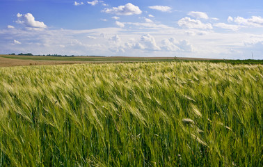 wheat corn field