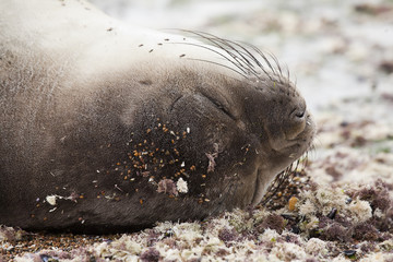 Seal at the coast