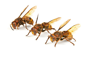 Many big dangerous hornet