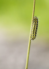 5-spot Burnet Caterpillar