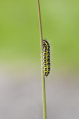 5-spot Burnet Caterpillar