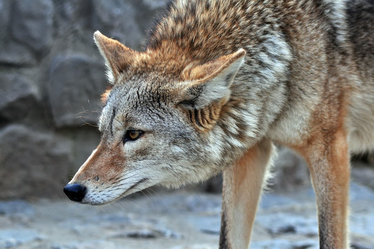 Coyote