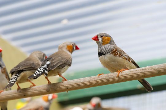 birds in a cage