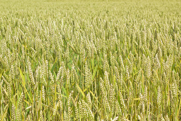 Endloses Grünes Getreidefeld