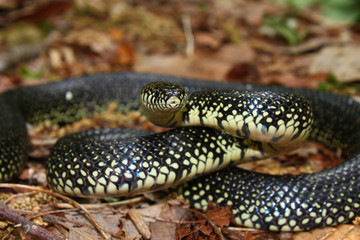 Black Kingsnake (Lampropeltis getula)