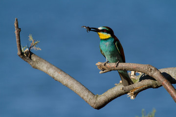 guepied d'europe perché sur un arbre