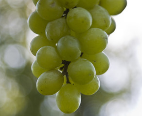 Close-up of grapes