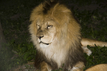 Naklejka na ściany i meble Male lion (Panthera leo) at night