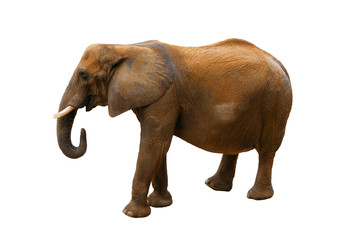 Obraz premium Elefante sobre fondo blanco