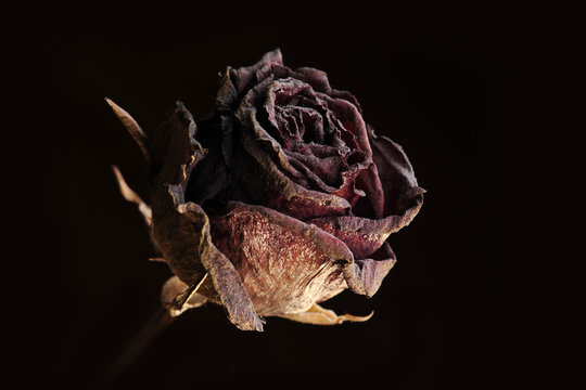 Fototapeta Preserved Rose