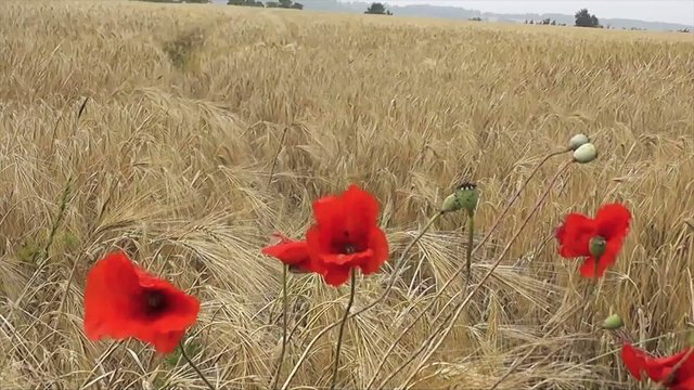 coquelicots dans un champ d'orge
