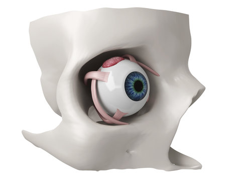 3d Eye Anatomy Model