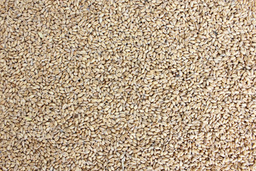 wheat grains