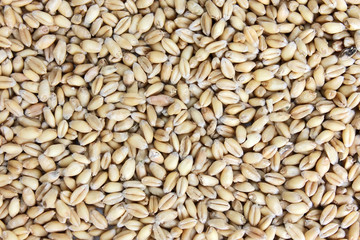 wheat grains