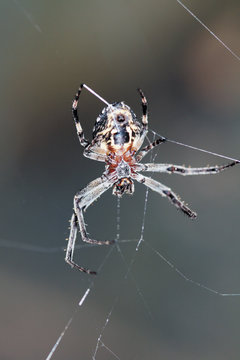 Araña De Jardín, Araneus Diadematus