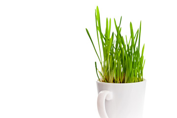 green grass in coffee cup