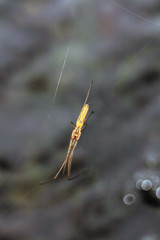 Araña de arroyo, araneus