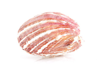 One big shell over white background