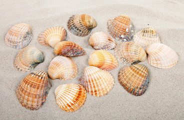 beach with shells