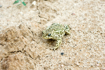 frog