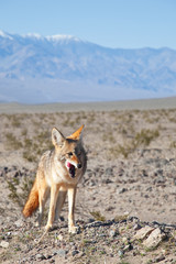 Coyote in Death Valley - 33449764