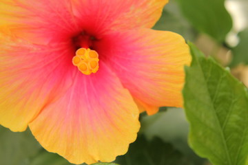 ピンクのハイビスカス