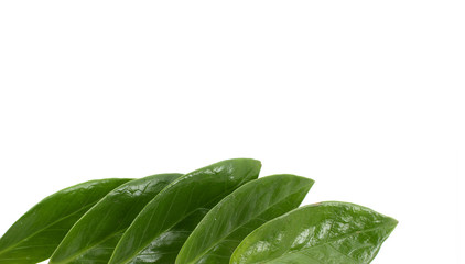 grüne Blätter / Hintergrund / Rahmen