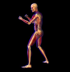 Fototapeta na wymiar X-ray illustration of Human anatomy and skeleton