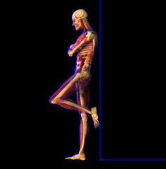 Fototapeta na wymiar X-ray illustration of Human anatomy and skeleton