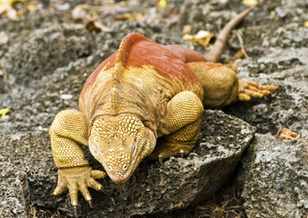Land Iguana Climbing Rock