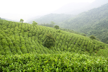 Fototapeta na wymiar plantacji herbaty
