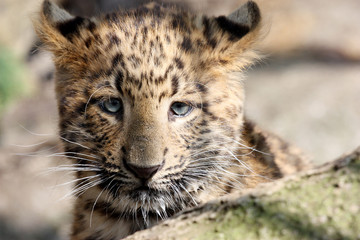 Panthère   (Panthera-pardus-orientalis)