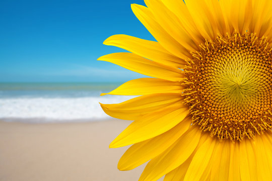 Sunflower on the beach