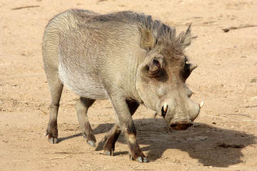 Phacochère commun (Phacochoerus africanus)